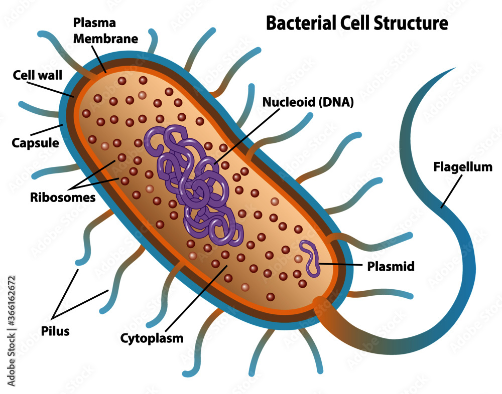 Bacteria Diagram
