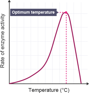 Enzyme Temperature Graph